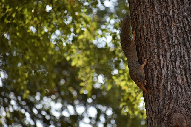 主帅战术性 主帅战术性